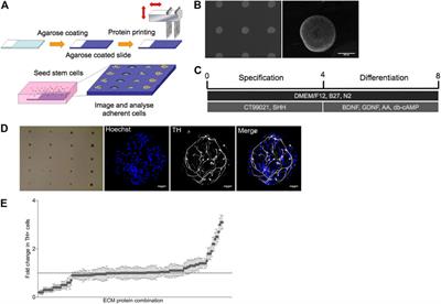 Combinatorial ECM Arrays Identify Cooperative Roles for Matricellular Proteins in Enhancing the Generation of TH+ Neurons From Human Pluripotent Cells